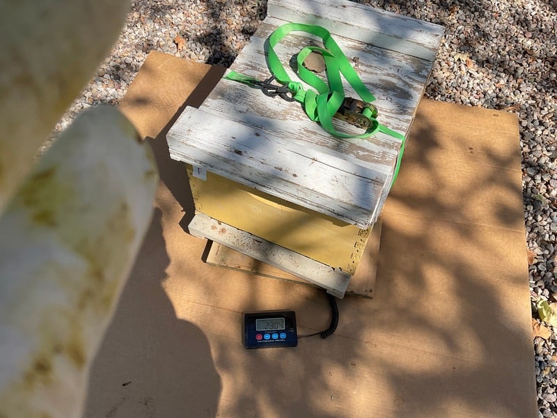 Weighing Hive F on September 13, 2024 (23.04 kg)