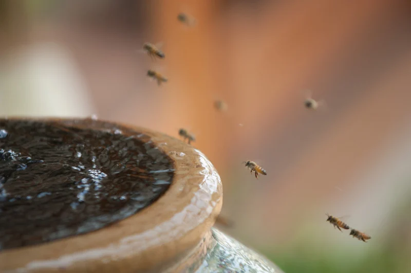 Bees flying around a fountain in a garden