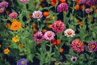 Zinnias