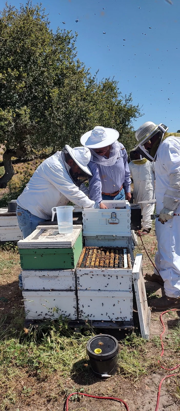 Beekeepers inspecting the inside of the ApiVera Fogger