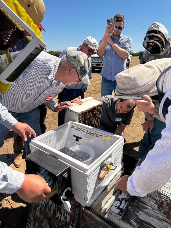 Beekeepers inspecting hives treated with ApiVera