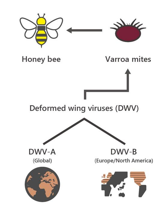 Diagram showing how Varroa mites transmit deformed wing virus to bees, causing wing abnormalities and neurological effects